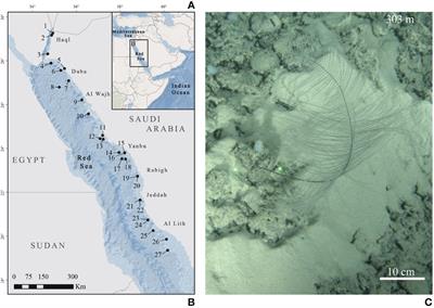 Lost in the dark: Antipatharia-Symbiodiniaceae association in the deep waters of the Red Sea